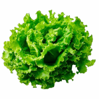 fresh-green-lettuce-healthy-food-ingredient_84443-38162